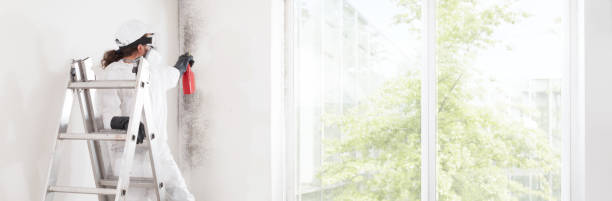 Best Basement Mold Removal  in West Pleasant View, CO