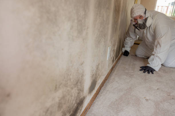 Best Environmental Consulting for Mold Prevention  in West Pleasant View, CO